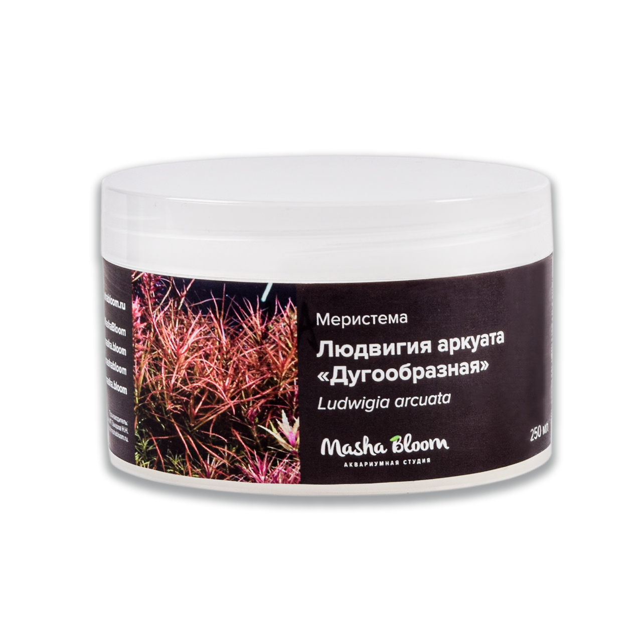 ЛЮДВИГИЯ АРКУАТА меристема