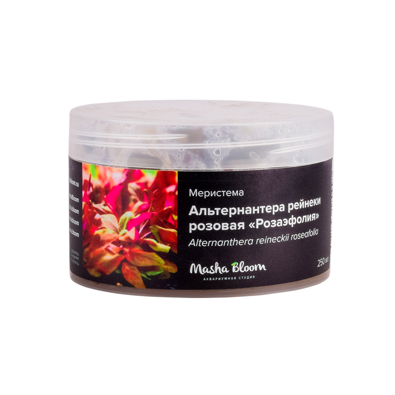 АЛЬТЕРНАНТЕРА РОЗАЭФОЛИЯ меристема