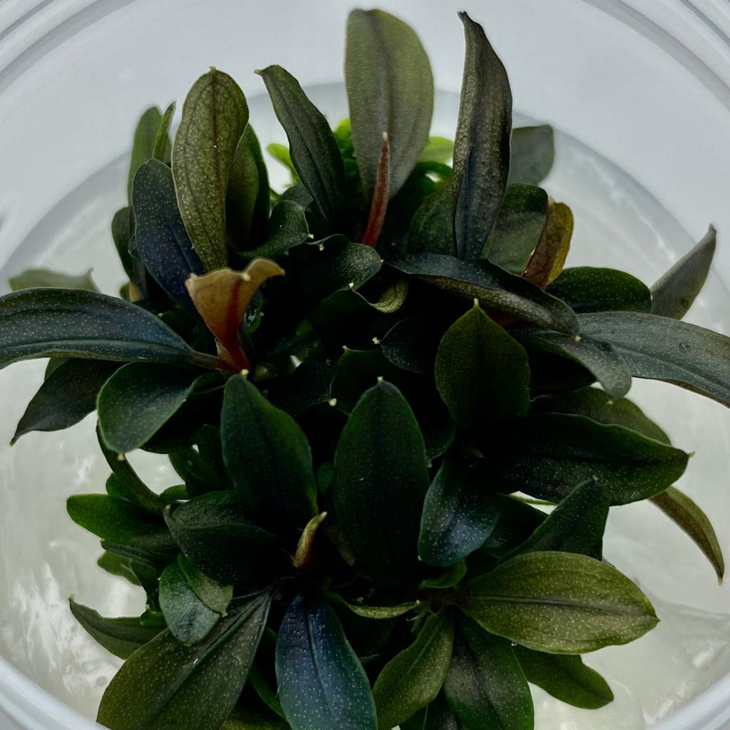 БУЦЕФАЛАНДРА РЕД МИНИ меристема