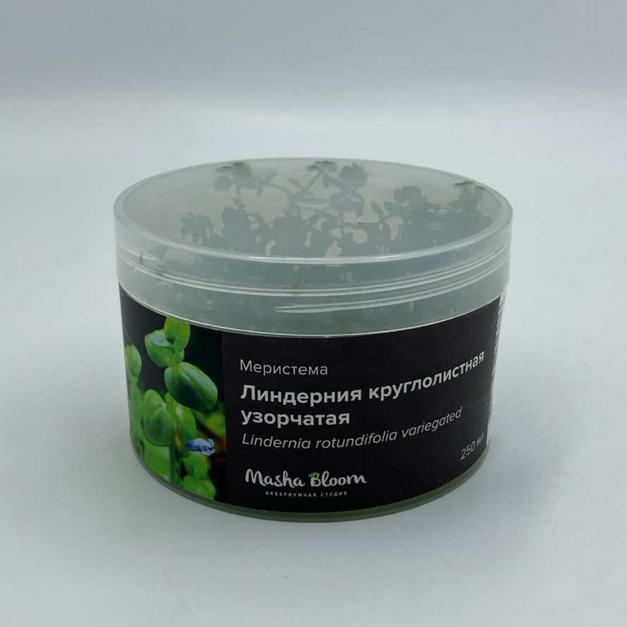 ЛИНДЕРНИЯ КРУГЛОЛИСТНАЯ УЗОРЧАТАЯ (Lindernia rotundifolia variegated) меристема