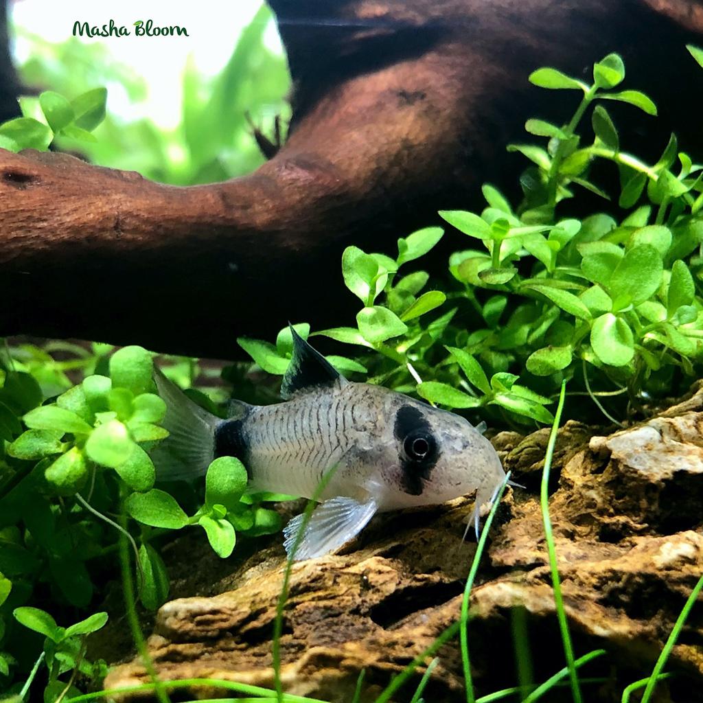 КОРИДОРАС ПАНДА (Corydoras panda)