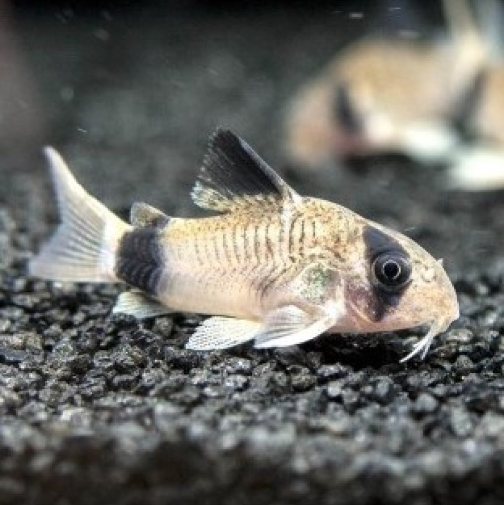 КОРИДОРАС ПАНДА (Corydoras panda)