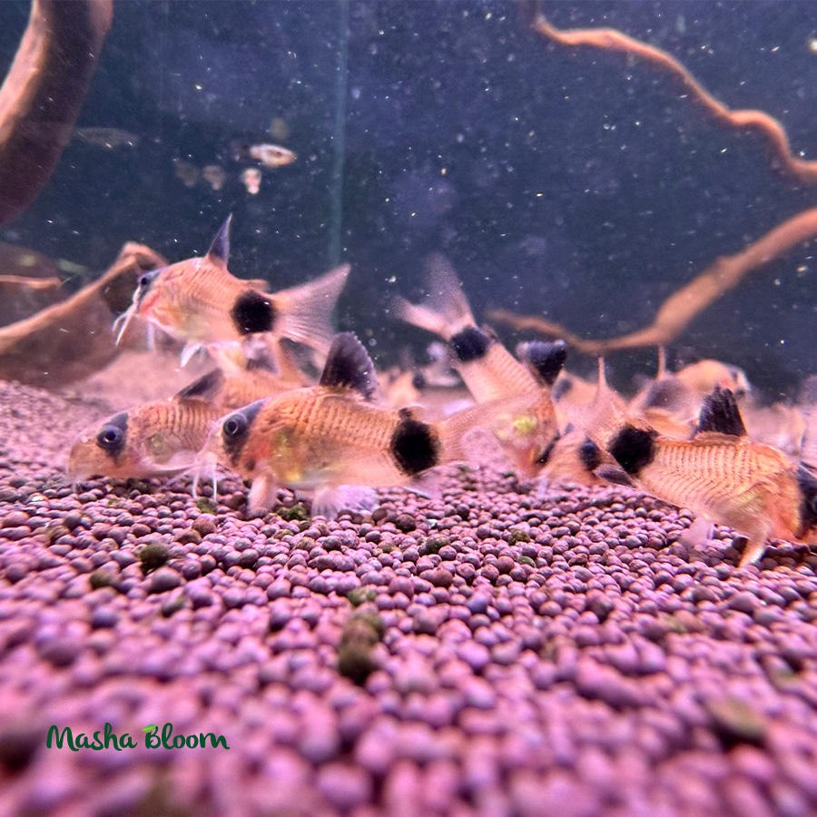 КОРИДОРАС ПАНДА (Corydoras panda)