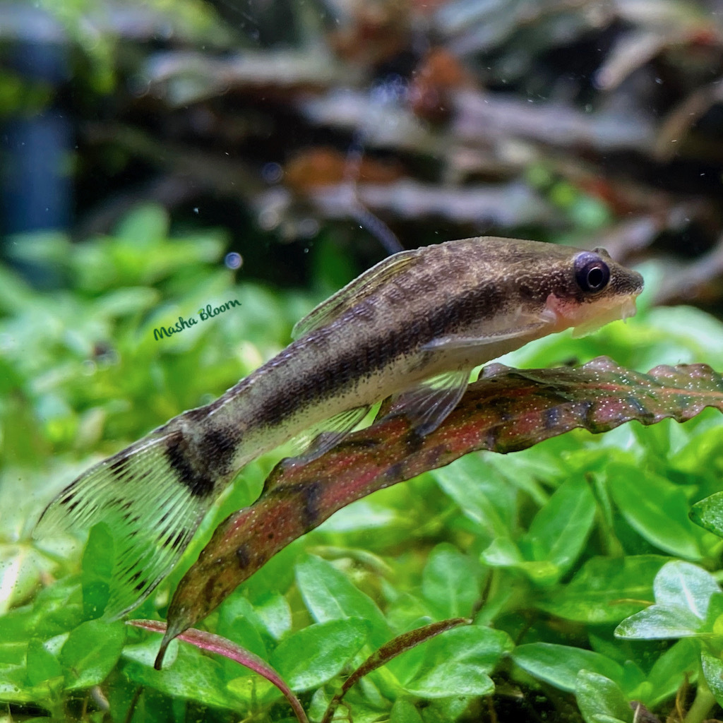 ОТОЦИНКЛЮС АФФИНИС (Macrotocinclus, Otocinclus Affinis)