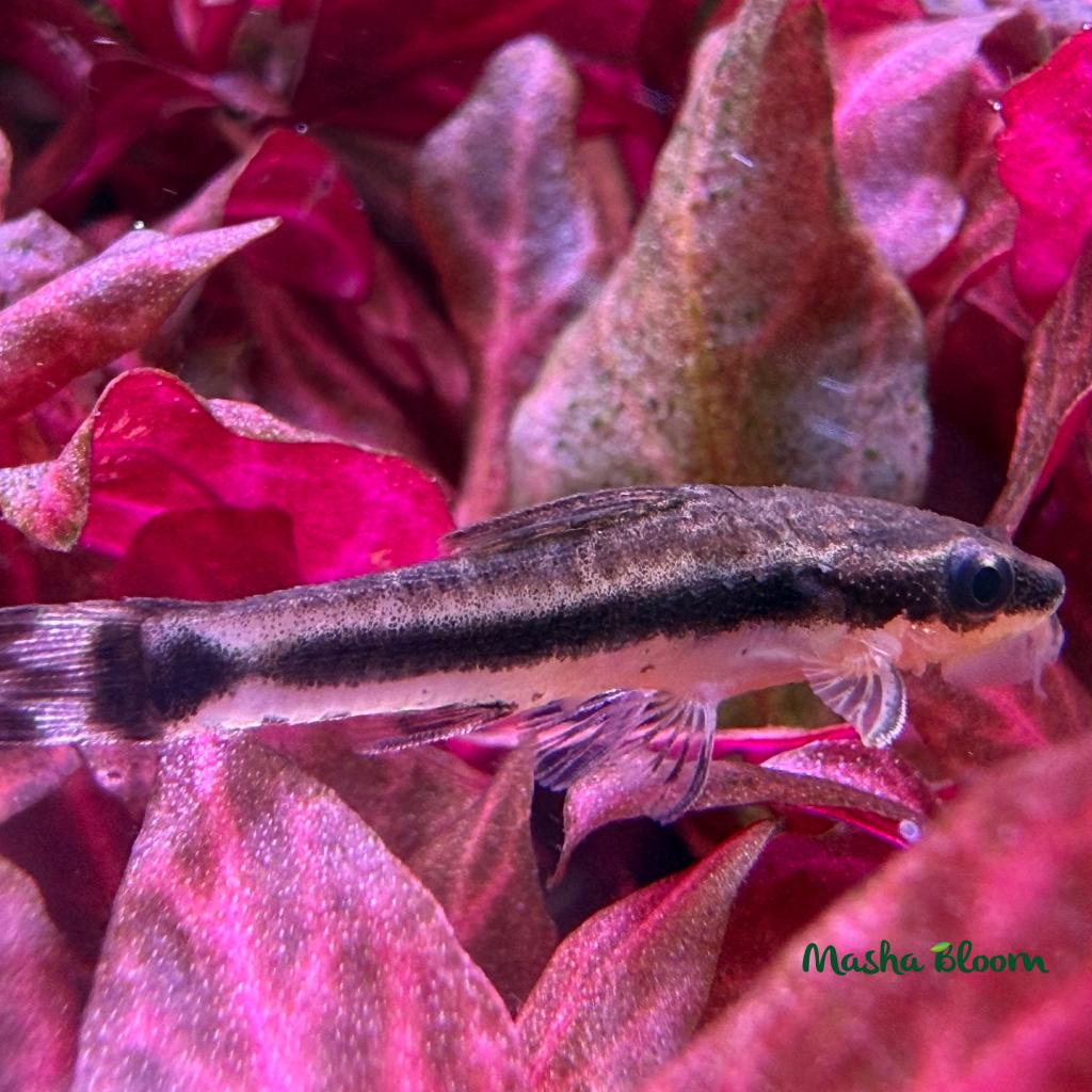 ОТОЦИНКЛЮС АФФИНИС (Macrotocinclus, Otocinclus Affinis)