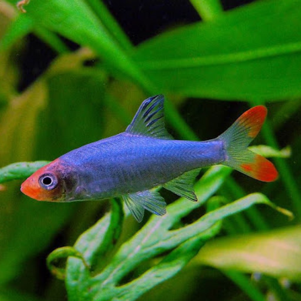 РАСБОРА САВБВА (КРАСНОНОСАЯ) (Sawbwa resplendens)