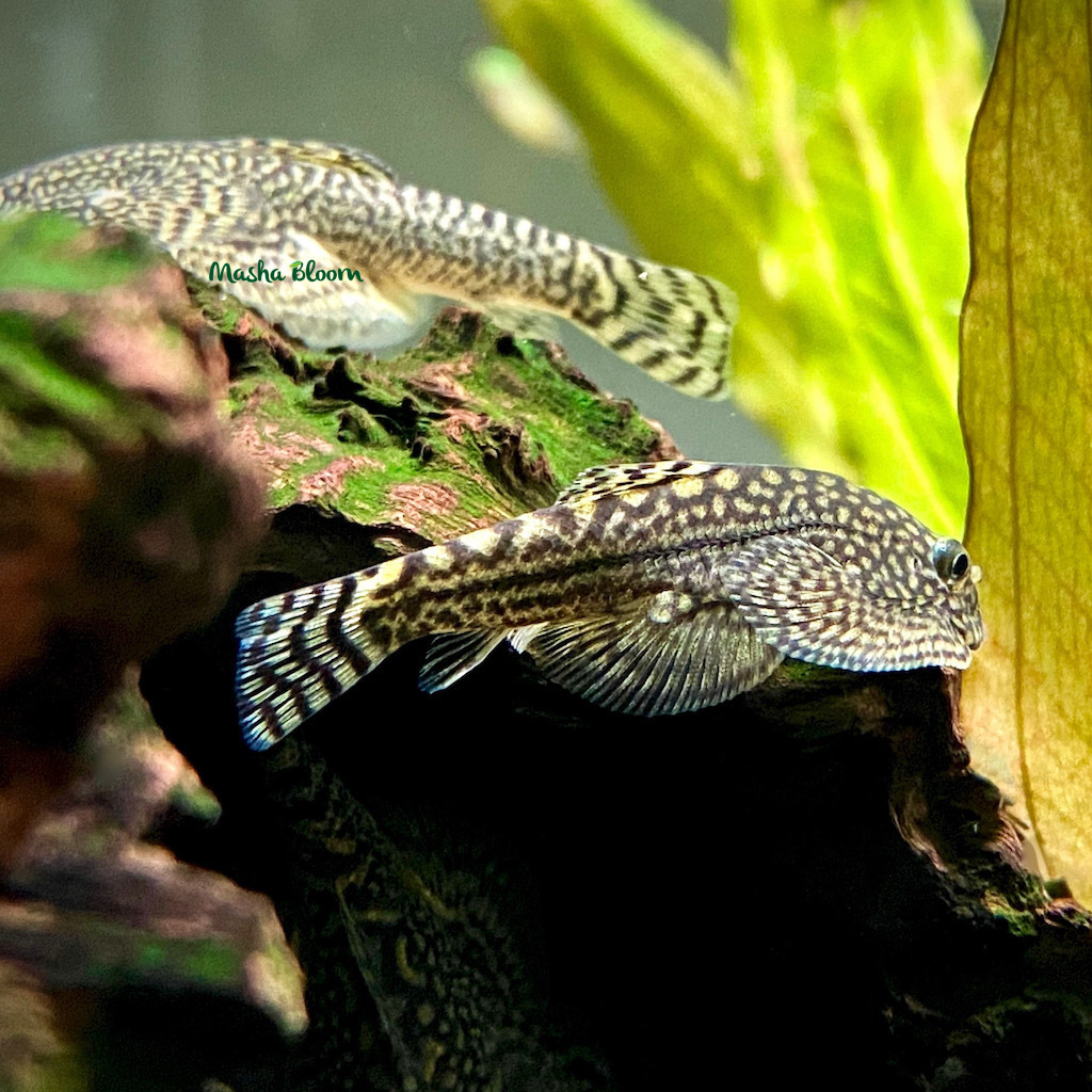 СЕВЕЛИЯ ЛИНЕОЛАТА (Sewellia lineolata)