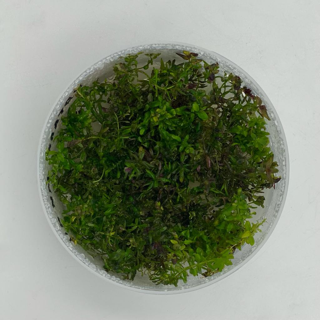РОТАЛА МАКРАНДРА КРАСНАЯ МИНИ (Rotala macrandra mini) меристема