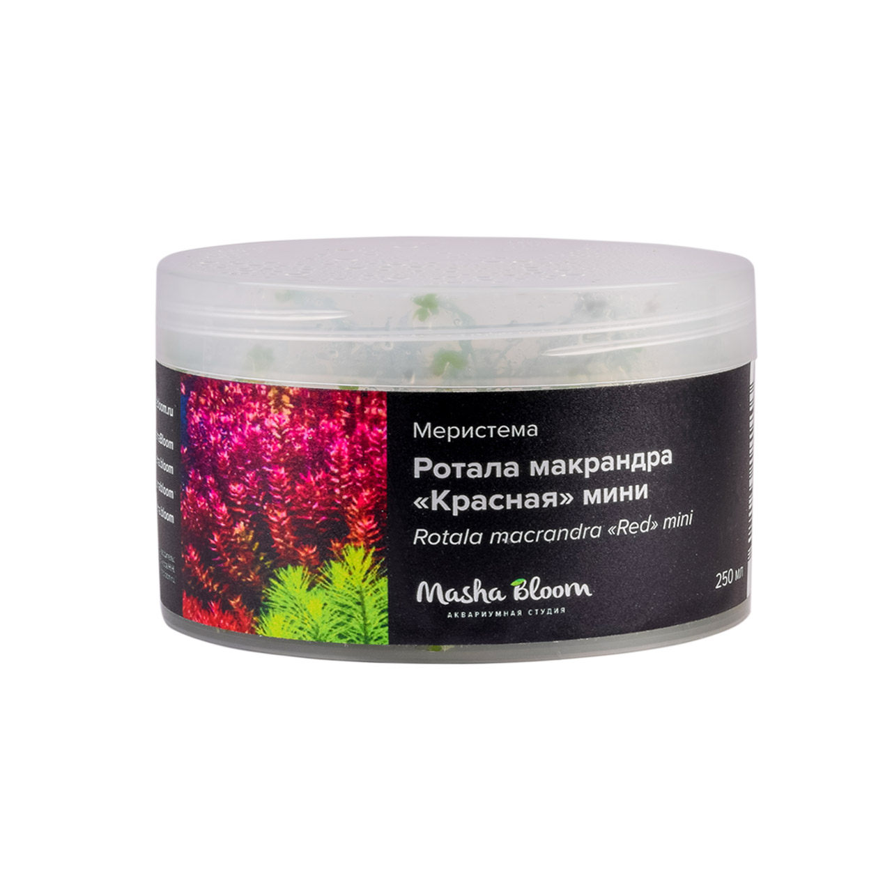 РОТАЛА МАКРАНДРА КРАСНАЯ МИНИ (Rotala macrandra mini) меристема