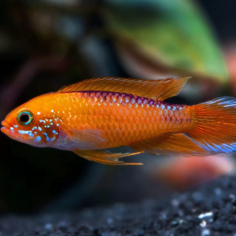 Апистограмма Агассица Дабл Ред (Apistogramma agassizii Double Red / Fire Red)