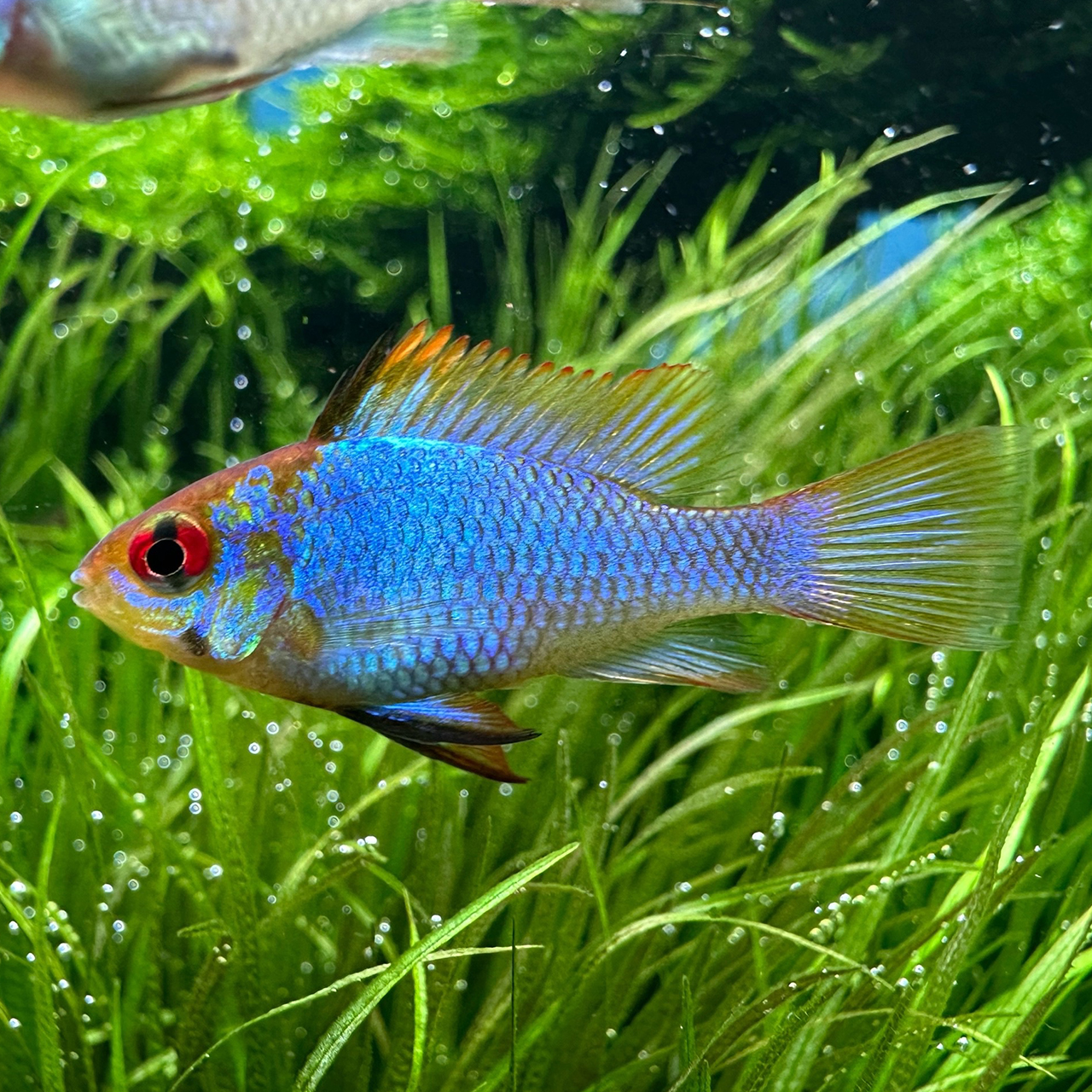 АПИСТОГРАММА РАМИРЕЗИ "ЭЛЕКТРИК БЛЮ" (Mikrogeophagus ramirezi var «Electric Blue»)
