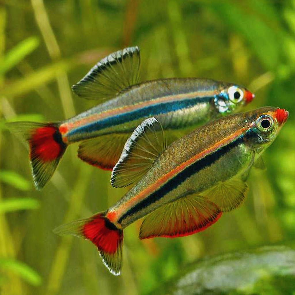 КАРДИНАЛ (Tanichthys albonubes)