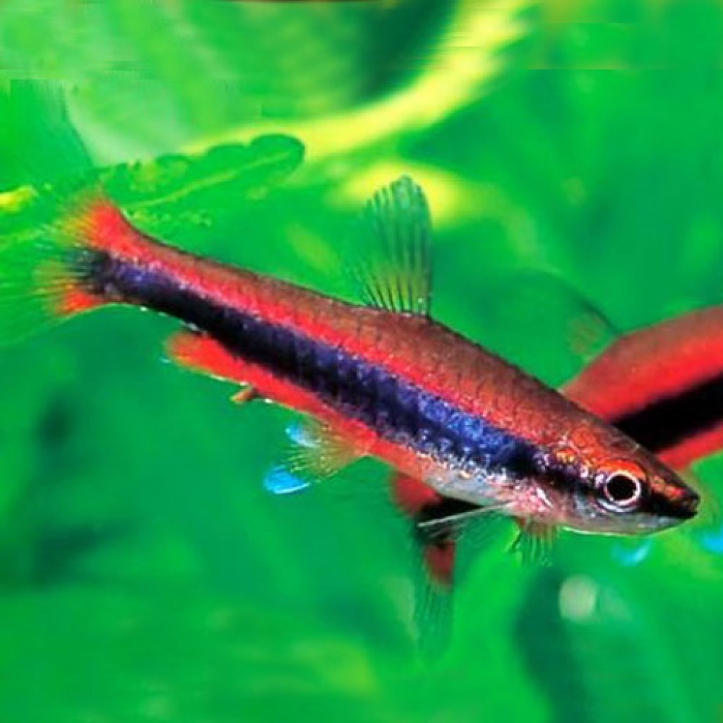 НАННОСТОМУС БЕКФОРДА (Nannostomus beckfordi)