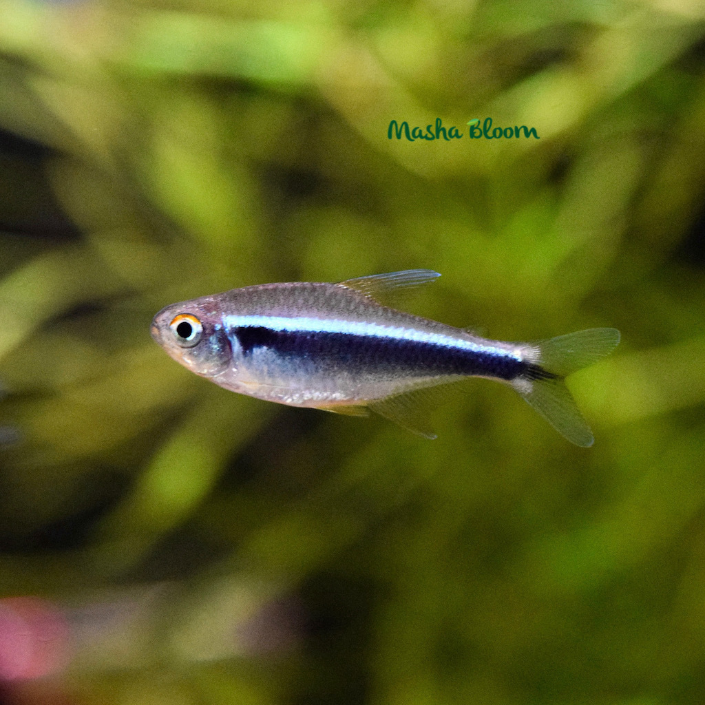 НЕОН ЧЕРНЫЙ (Hyphessobrycon herbertaxelrodi)