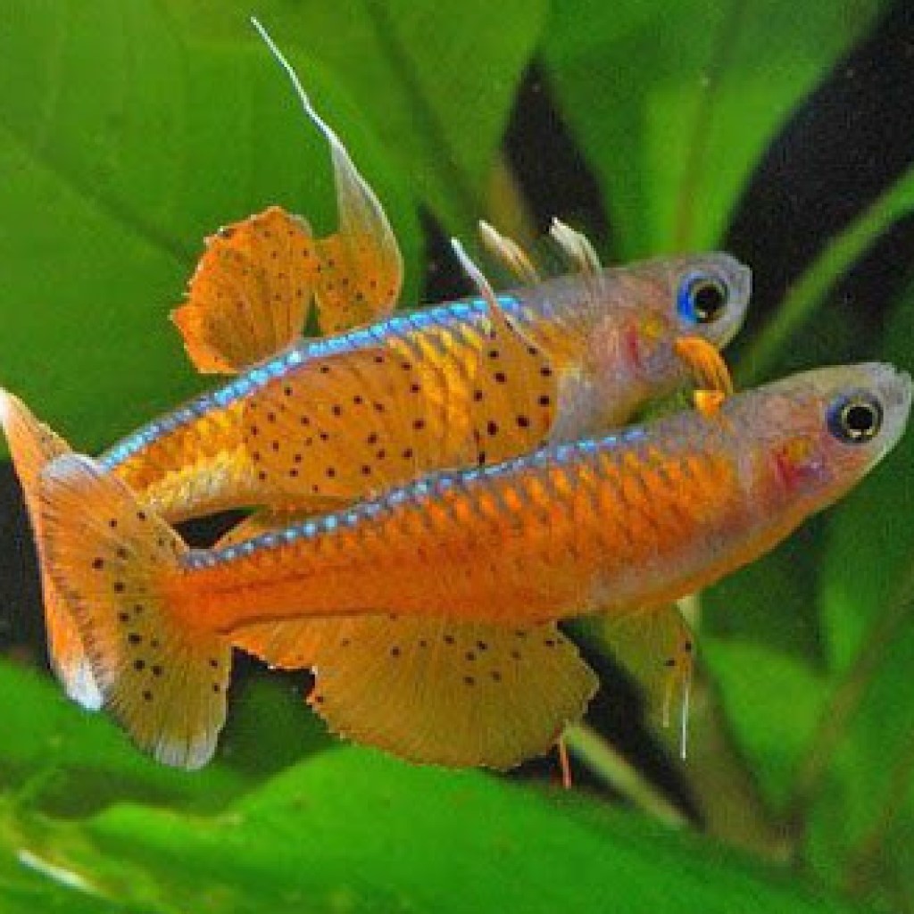 ПСЕВДОМУГИЛ ПАСКАЙ (Pseudomugil sp. «Red neon»)