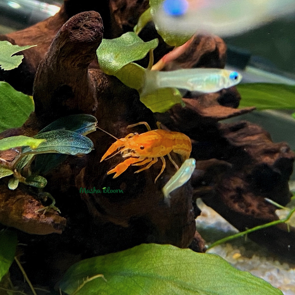 МЕКСИКАНСКИЙ КАРЛИКОВЫЙ РАК ОРАНЖЕВЫЙ (Cambarellus patzcuarensis var. Orange)