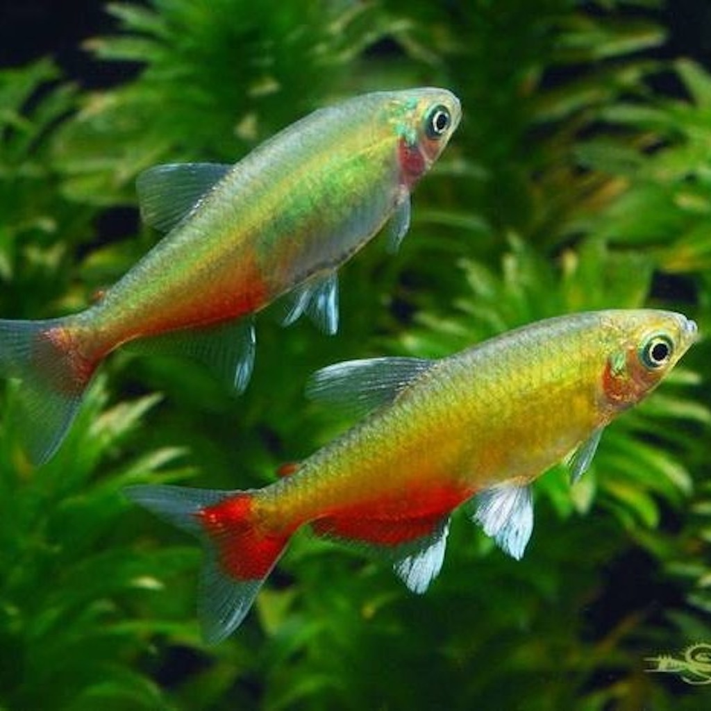 АФИОХАРАКС РАТБУНИ (Aphyocharax rathbuni)