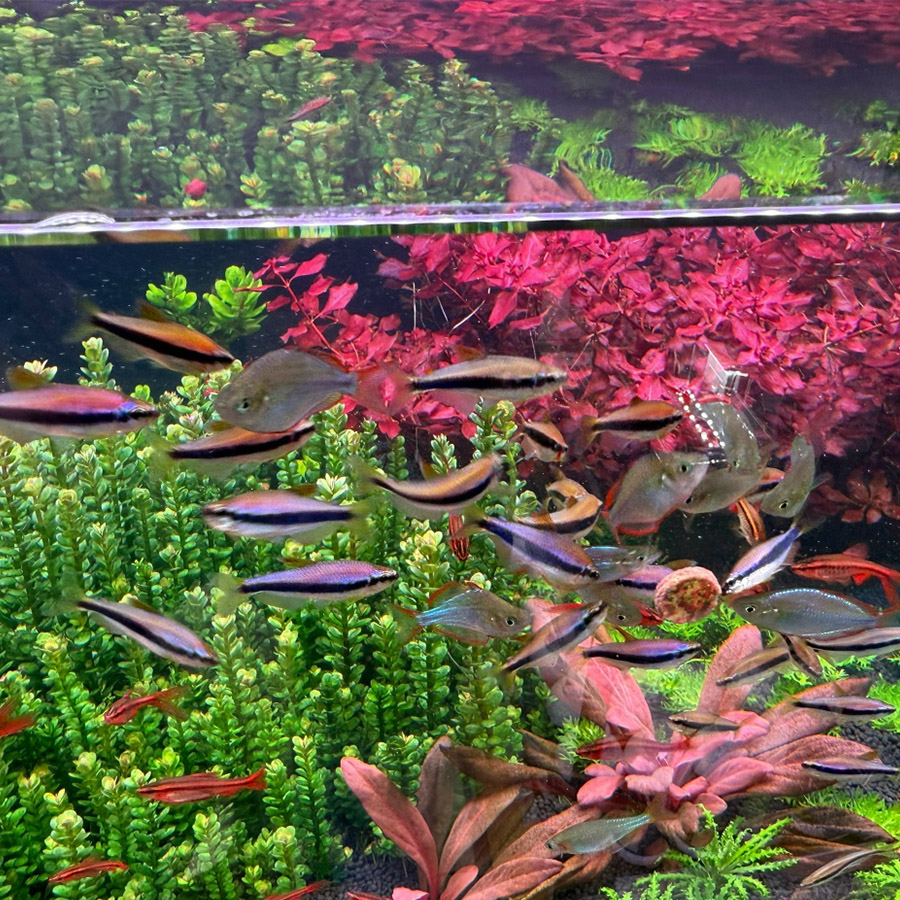 ТЕТРА КЕРРИ (Inpaichthys kerri)