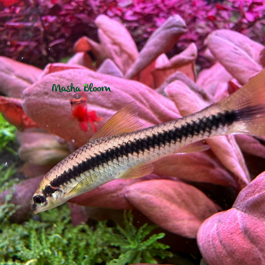 СИАМСКИЙ ВОДОРОСЛЕЕД (Crossocheilus oblongus)