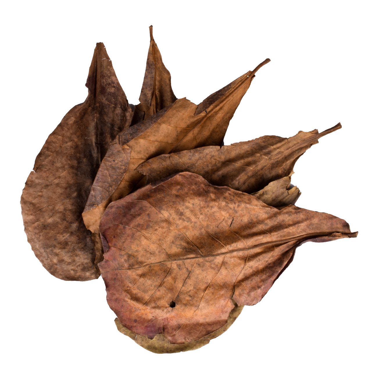 Листья индийского миндаля