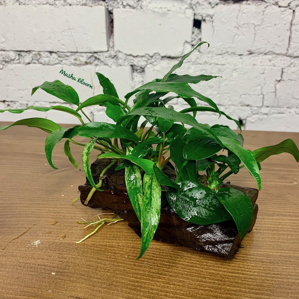 АНУБИАС НАНА И АНУБИАС МИНИМА на коряге