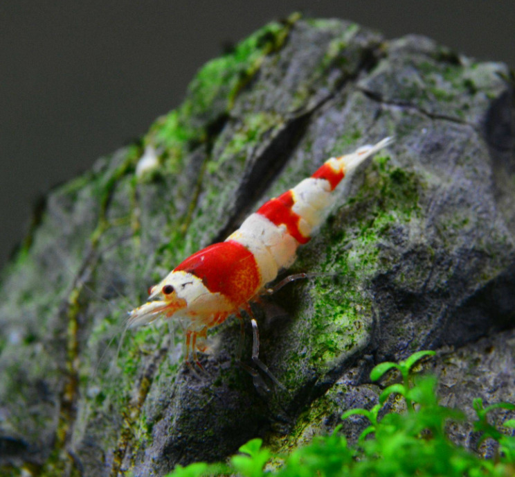 Креветка Красный Кристалл