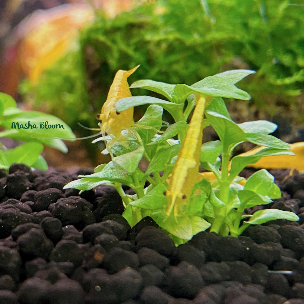 Креветка ЖЕЛТАЯ НЕОНОВАЯ (Neocaridina heteropoda var. Yellow neon)