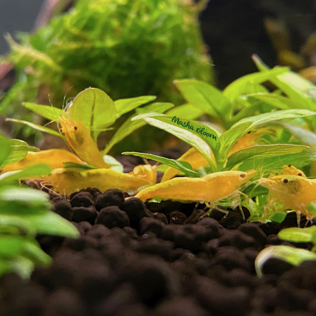 Креветка ЖЕЛТАЯ НЕОНОВАЯ (Neocaridina heteropoda var. Yellow neon)