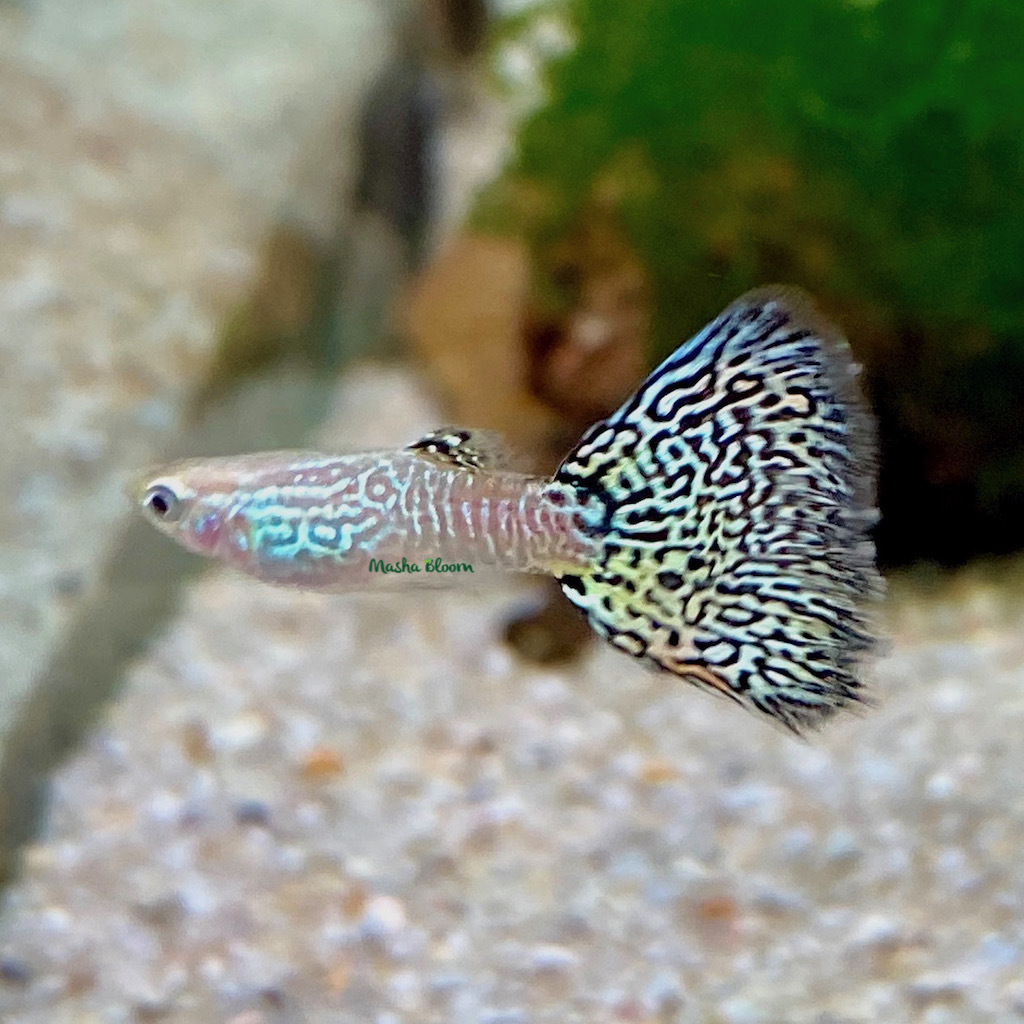 ГУППИ ЗМЕИНАЯ КОЖА (Poecilia reticulata)