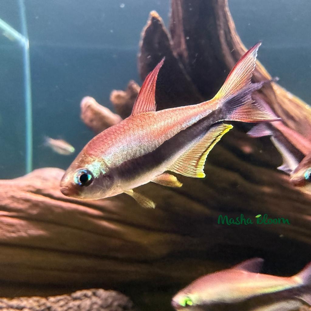 ТЕТРА ПАЛЬМЕРИ (Nematobrycon palmeri)