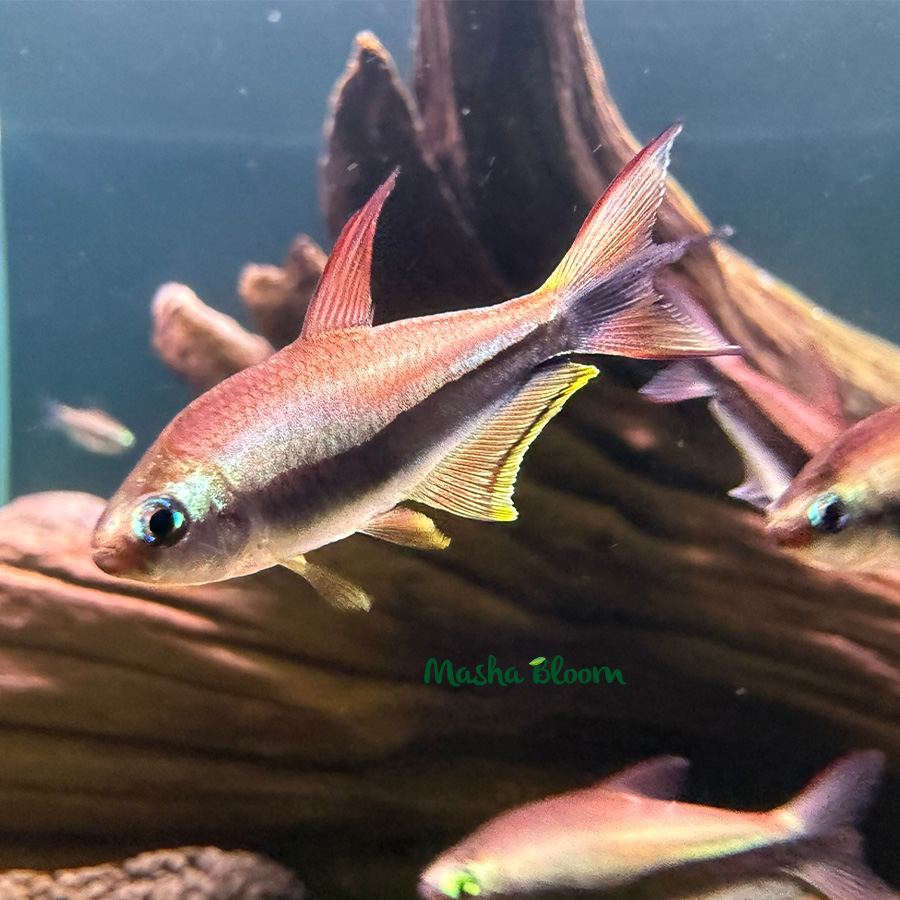 ТЕТРА ПАЛЬМЕРИ (Nematobrycon palmeri)