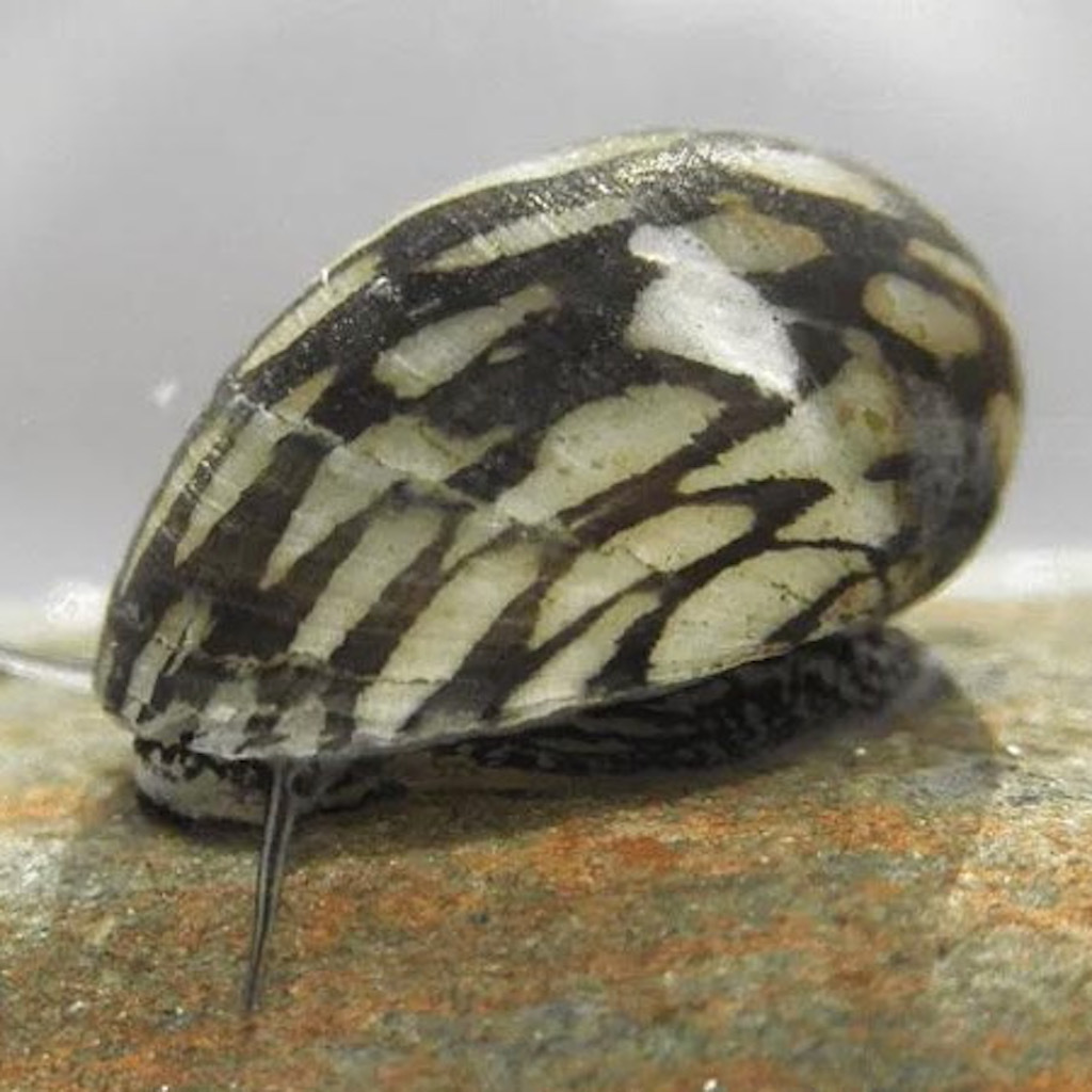 УЛИТКА ТЕОДОКСУС