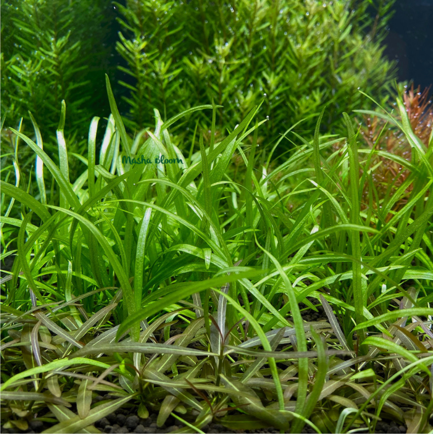 ЭХИНОДОРУС КВАДРИКОСТАТУС (echinodorus quadricostatus)меристема