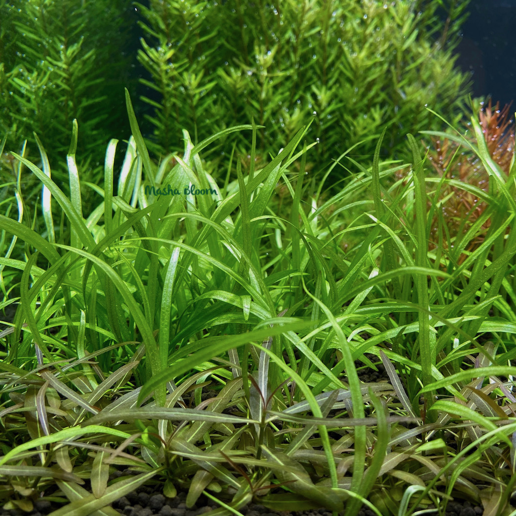 ЭХИНОДОРУС КВАДРИКОСТАТУС