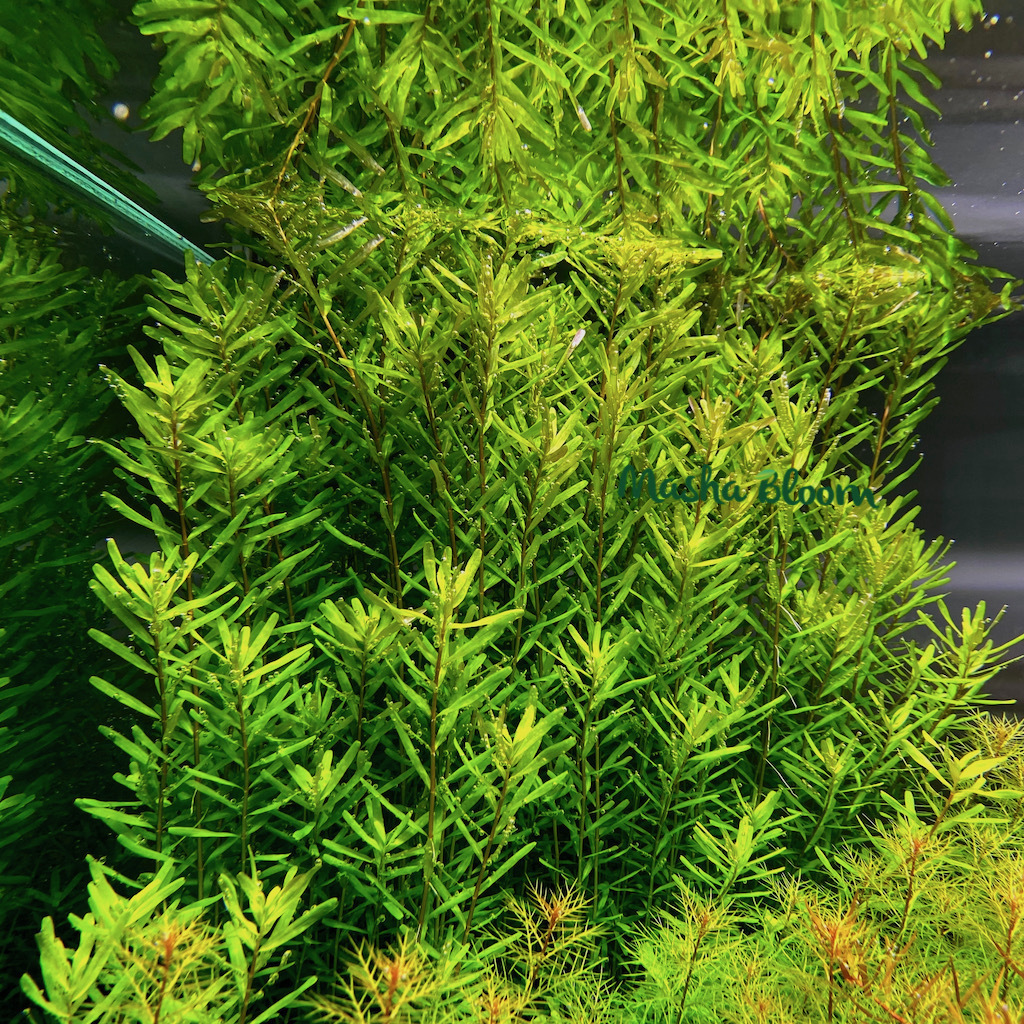 РОТАЛА МЕКСИКАНА БАНГЛАДЕШ