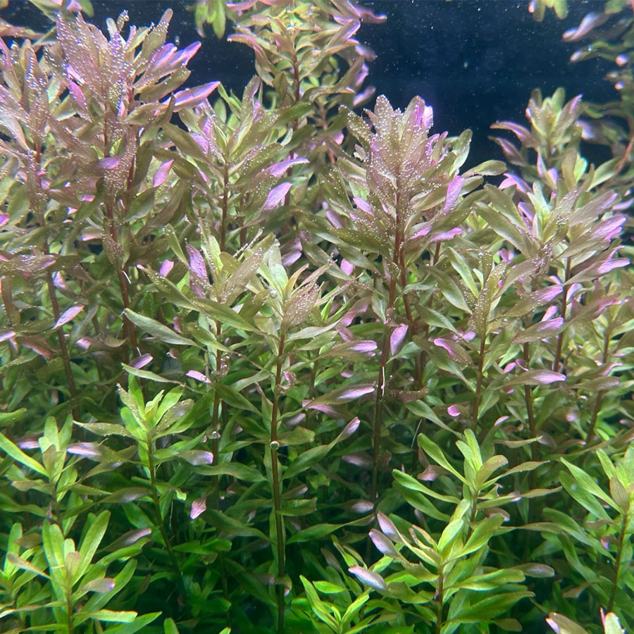 Ротала мексикана Бангладеш (Rotala Mexicana Bangladesh)