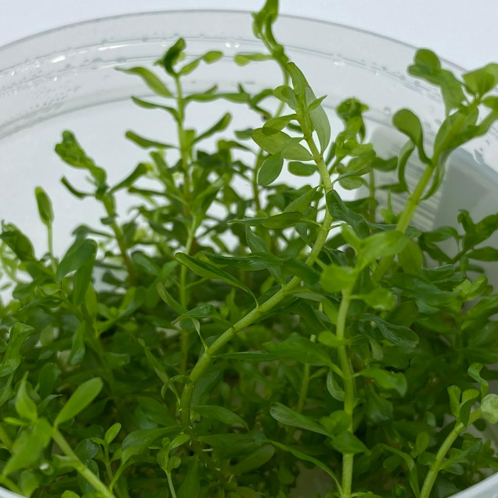 РОТАЛА МЕКСИКАНА БАНГЛАДЕШ (Rotala mexicana Bangladesh) меристема