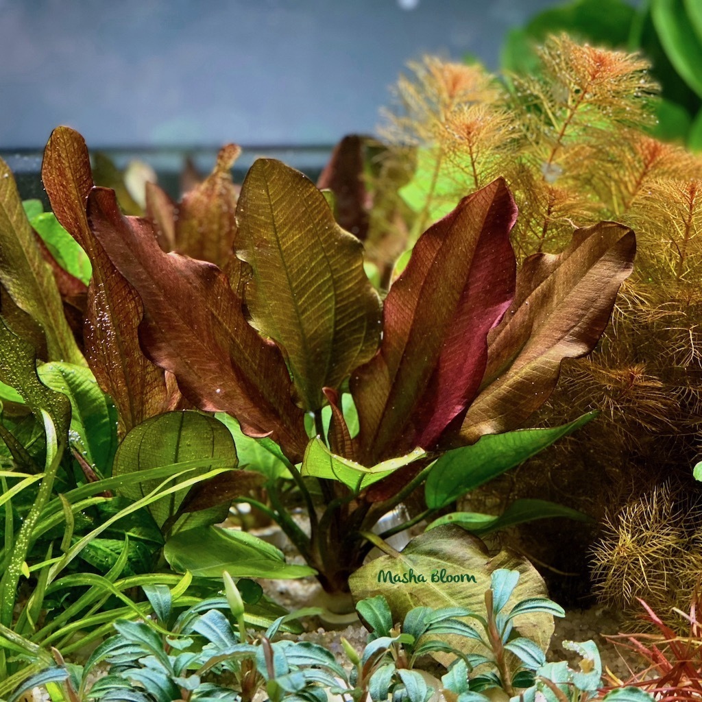 ЭХИНОДОРУС МАЛЫЙ МЕДВЕДЬ