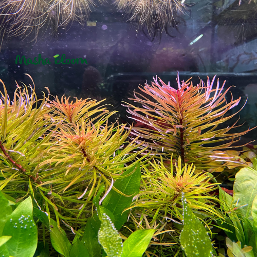 ЛЮДВИГИЯ КУБА (Ludwigia inclinata var. verticillata «Cuba»)