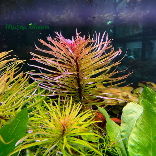 ЛЮДВИГИЯ КУБА (Ludwigia inclinata var. verticillata «Cuba»)