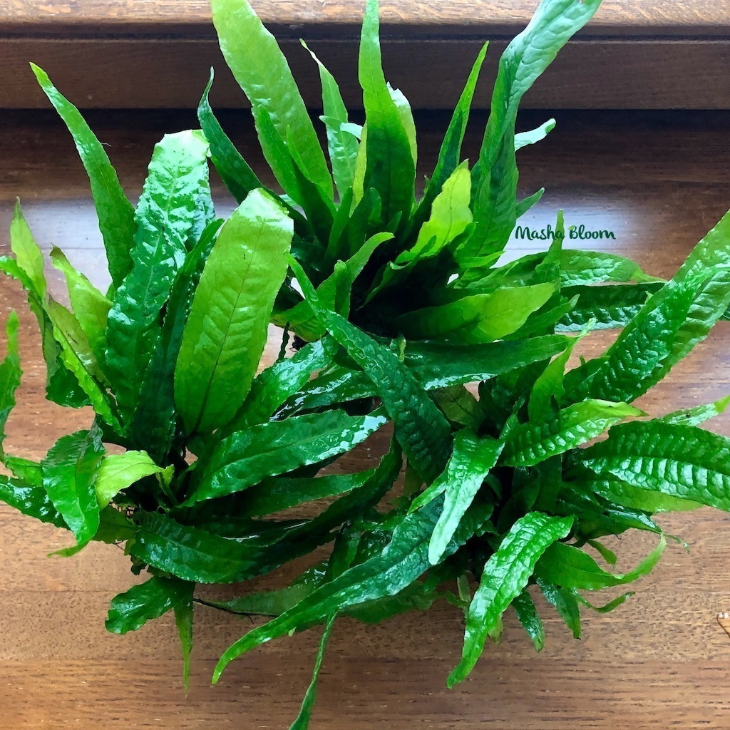 ПАПОРОТНИК ФИЛИППИНСКИЙ в горшке