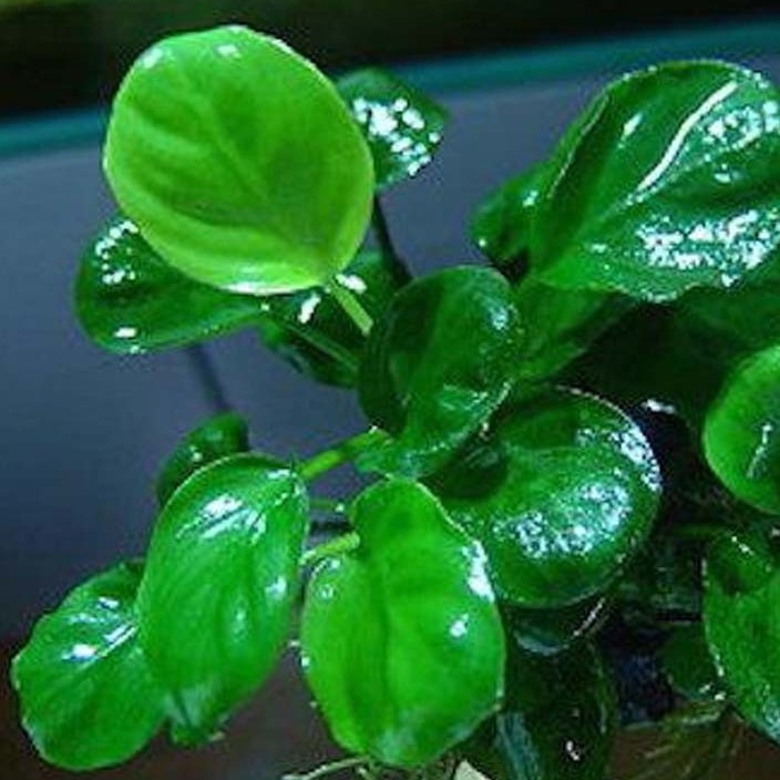 Анубиас круглолистный в горшке