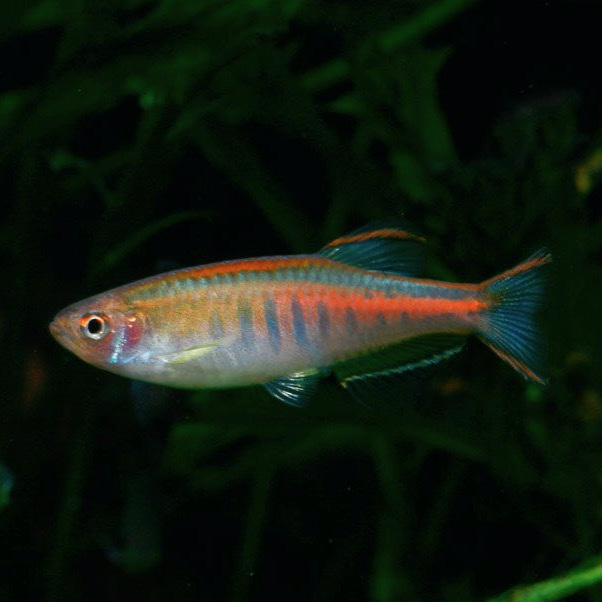 ДАНИО ХОПРА (Danio choprae)