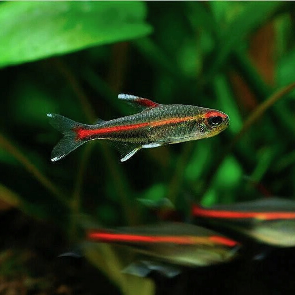 ТЕТРА СВЕТЛЯЧОК (Hemigrammus erythrozonus)