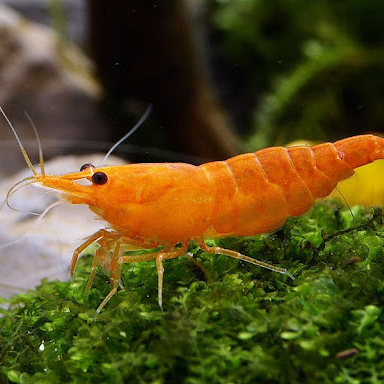 Креветка ОРАНЖЕВАЯ (Neocardina heteropoda var. Orange)