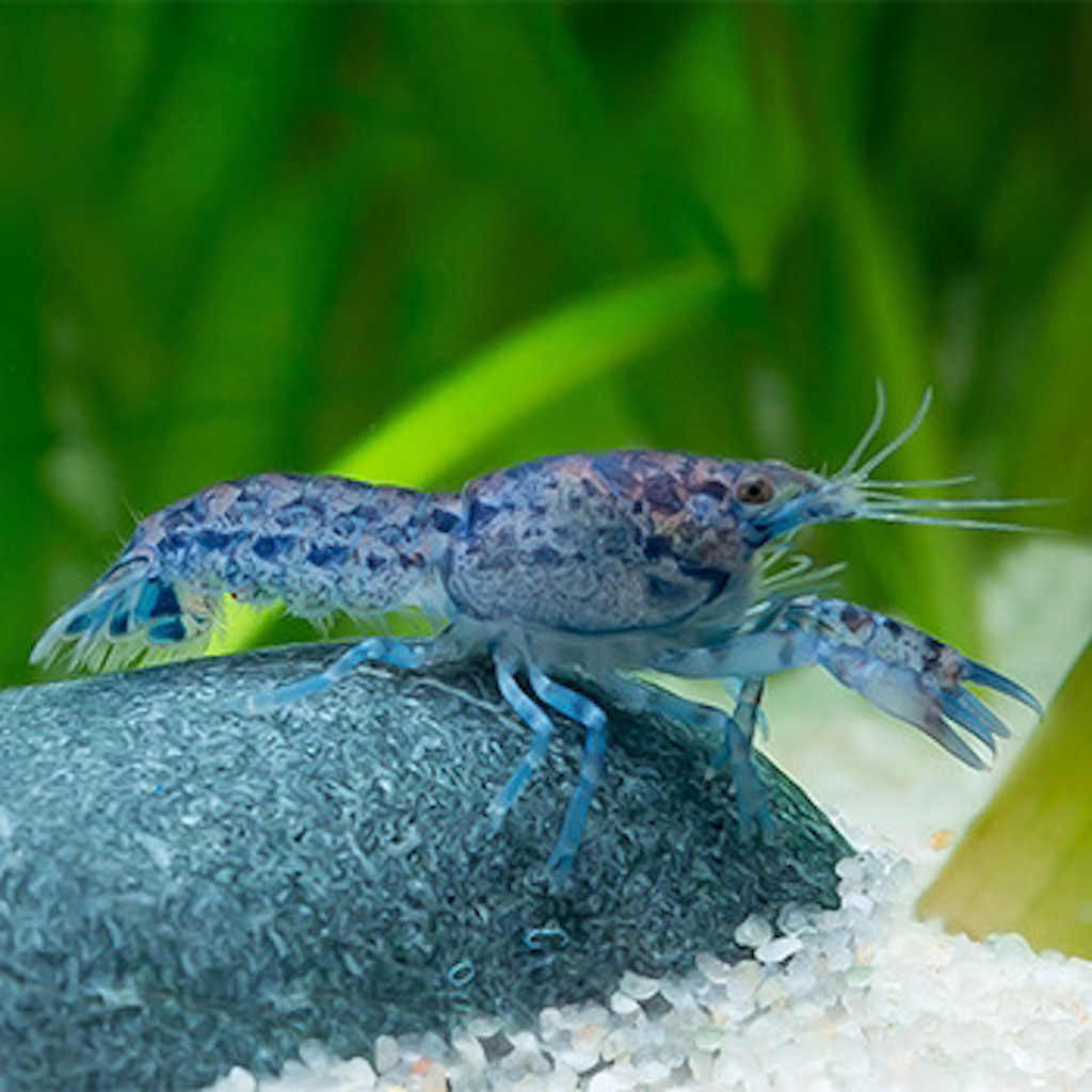 МЕКСИКАНСКИЙ КАРЛИКОВЫЙ РАК СИНИЙ (Cambarellus diminutus)