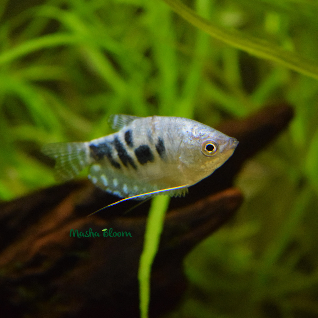 ГУРАМИ МРАМОРНЫЙ (Trichogaster trichopterus)