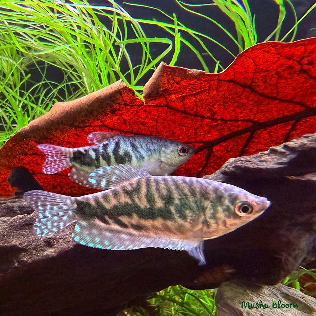 ГУРАМИ МРАМОРНЫЙ (Trichogaster trichopterus)