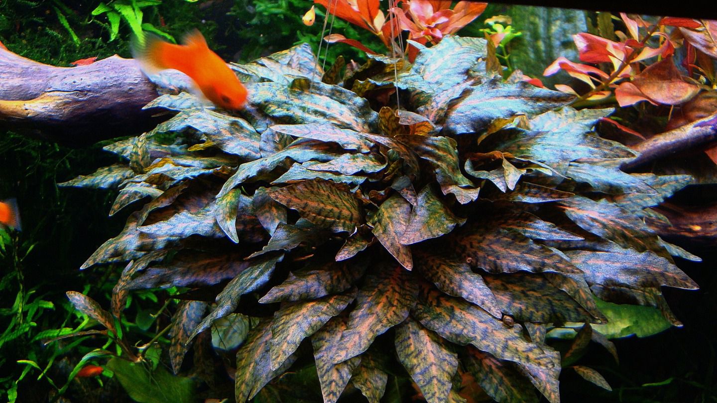 Криптокорина нури (Cryptocoryne nurii)