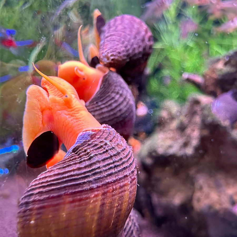 Улитка Тиломелания Кролик оранжевый (Tylomelania sp. Poso orange rabbit snail)